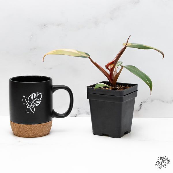 Philodendron 'Dark Lord' Variegated (wk45-R)