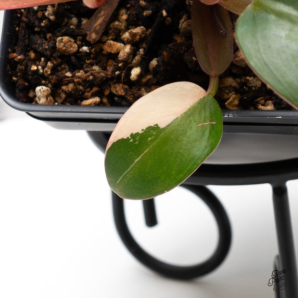 Philodendron 'Dark Lord' Variegated (wk45-R)