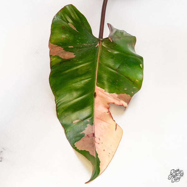 Philodendron 'Dark Lord' Variegated (wk49-UO)