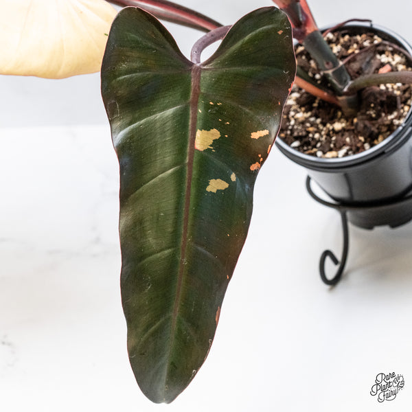 Philodendron 'Dark Lord' Variegated (wk49-UO)