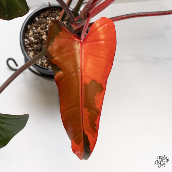 Philodendron 'Dark Lord' Variegated (wk49-UO)