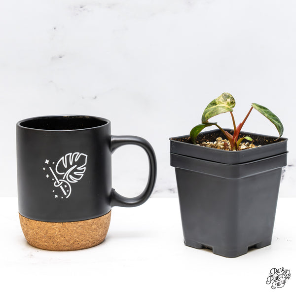 Philodendron 'El Choco Red' x 'Billietiae' Variegated (wk45-AB)