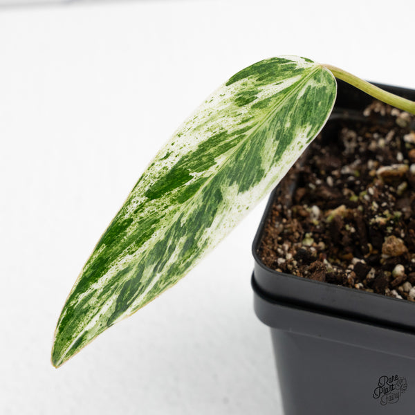 Philodendron 'Emerald Ice' (wk47-J)