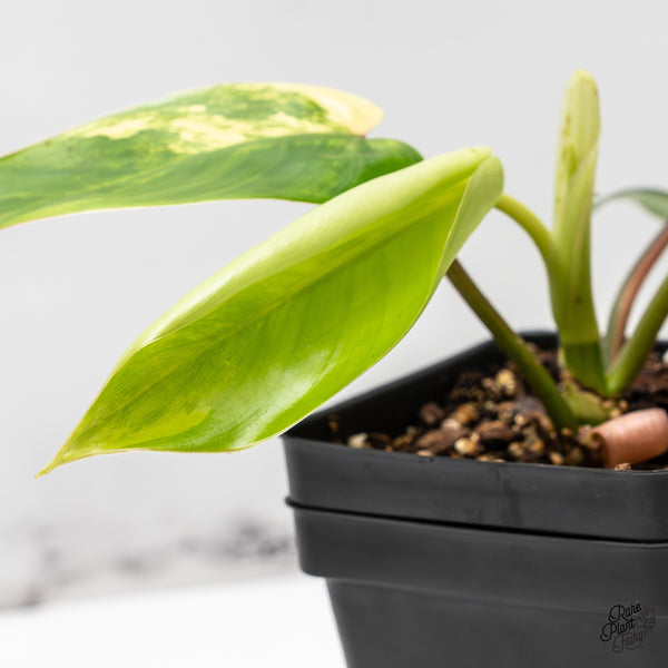 Philodendron 'Emerald Queen' Variegated (wk45-I)