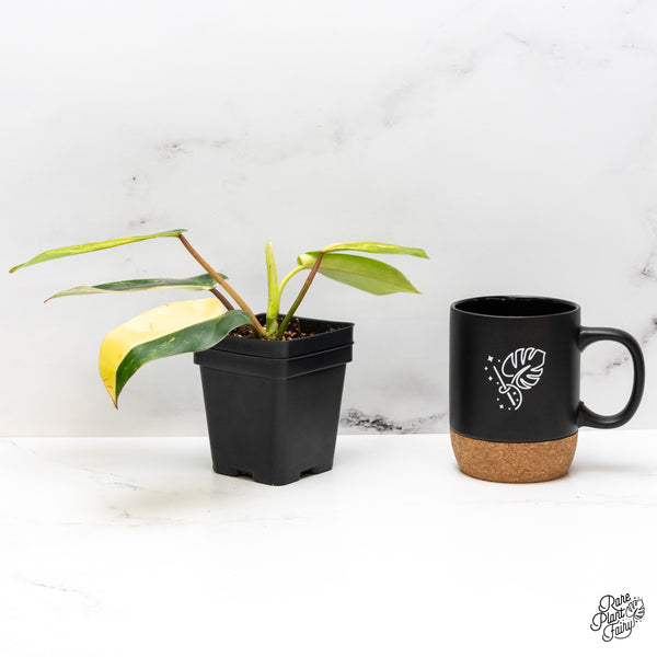 Philodendron 'Emerald Queen' Variegated (wk45-I)