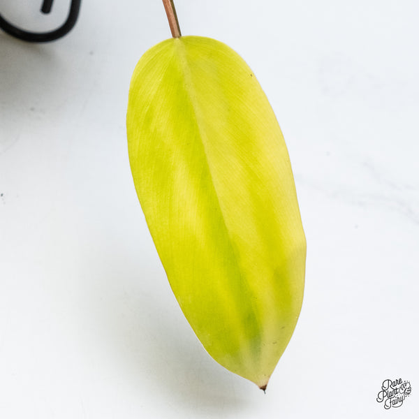 Philodendron 'Emerald Queen' Variegated (wk49-J)