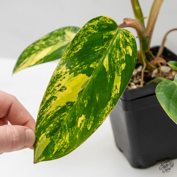 Philodendron 'Emerald Queen' Variegated (wk48-I)