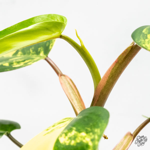 Philodendron 'Emerald Queen' Variegated (wk48-I)