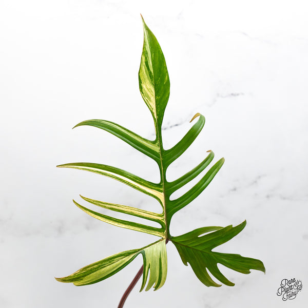 Philodendron 'Florida Beauty x Polypodioides' Variegated (wk43-N)