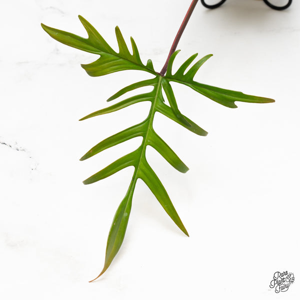 Philodendron 'Florida Beauty x Polypodioides' Variegated (wk43-N)