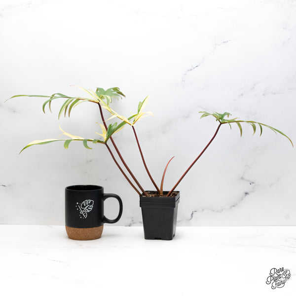 Philodendron 'Florida Beauty x Polypodioides' Variegated (wk43-N)