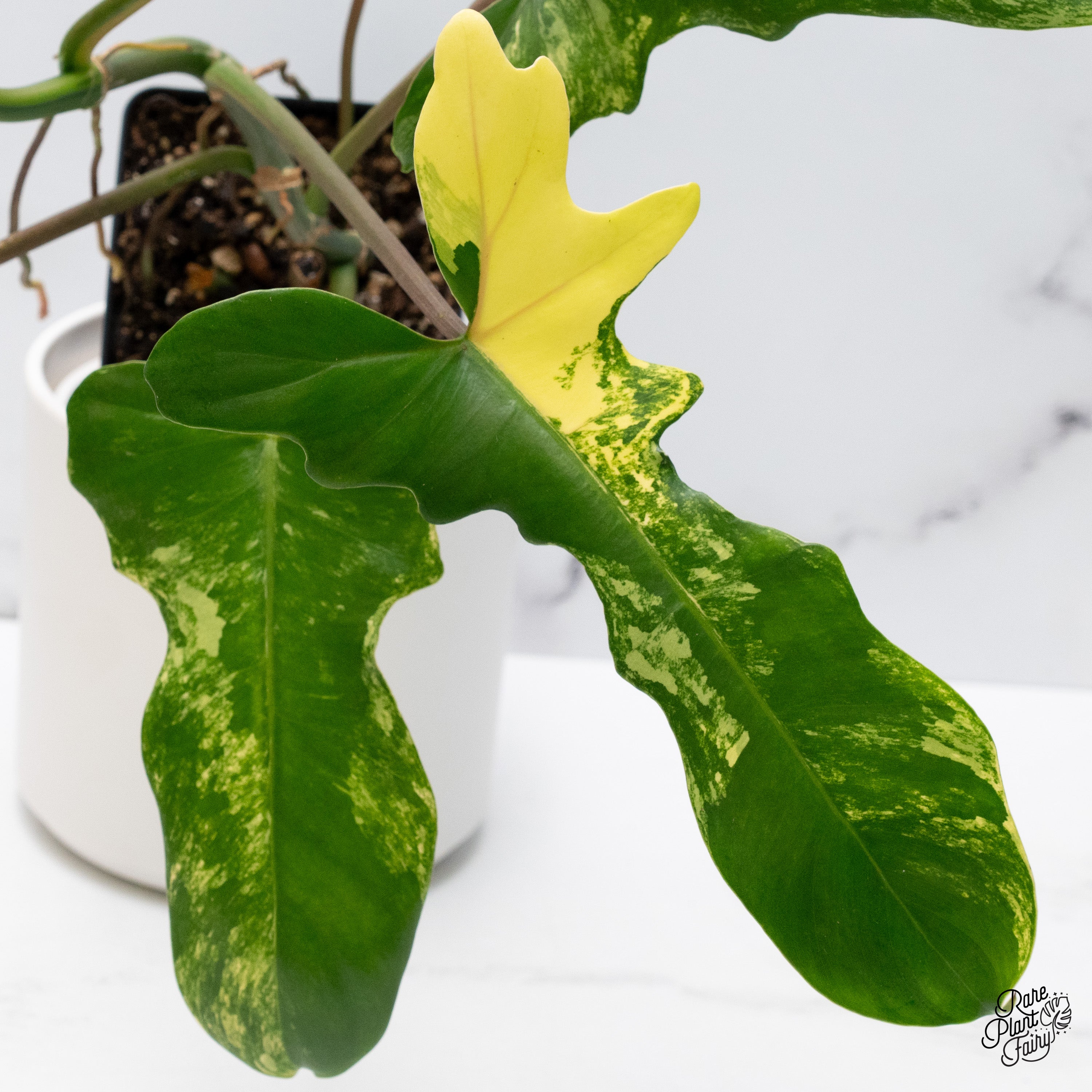 Philodendron 'Florida Beauty' x Mayoi (wk36-H) – Rare Plant
