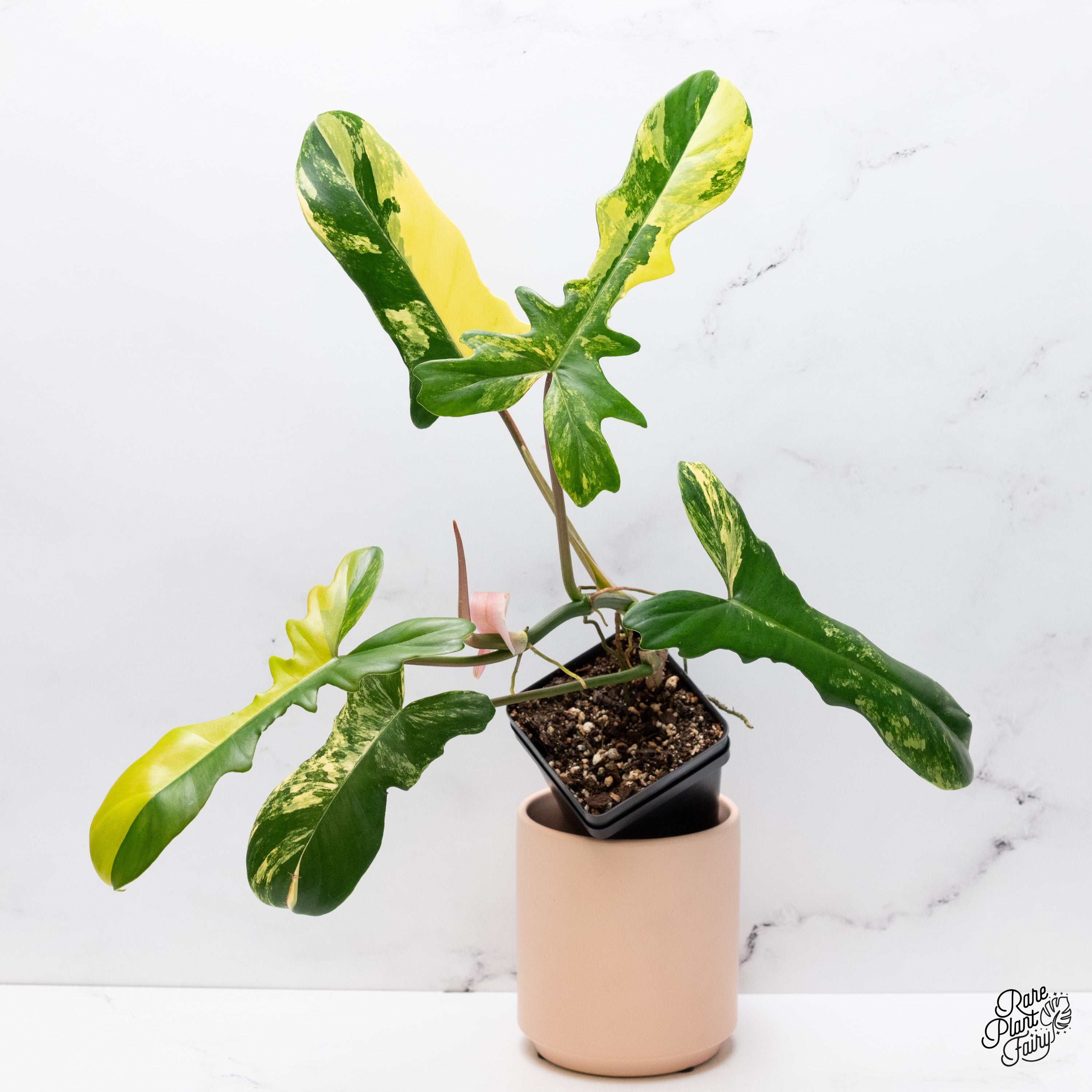その他観葉植物 2x Philodendron florida beauty x mayoi 13_94c35f47-e50d-4969-8af3-