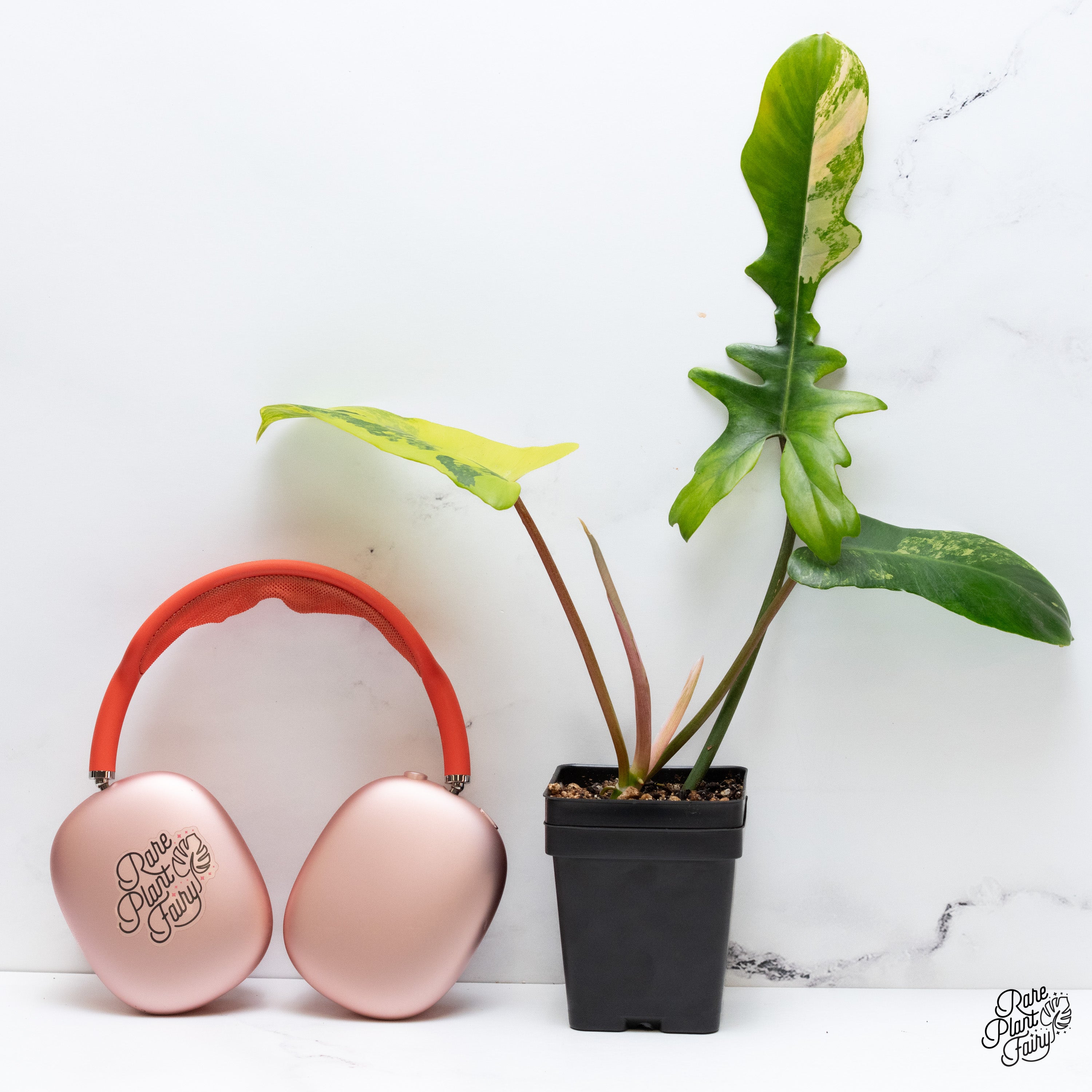 その他観葉植物 P. Radiatum x Florida Beauty x Mayoi その他観葉植物 P. Radiatum x Florida Beauty x Mayoi