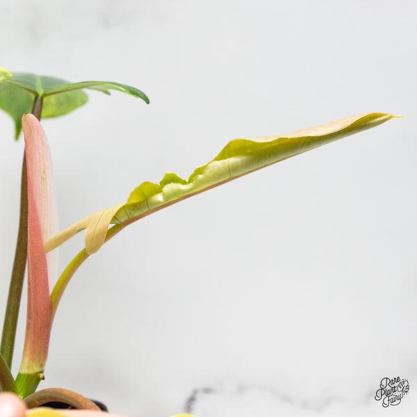 Philodendron 'Florida Beauty x Mayoi' Variegated (wk48-M)