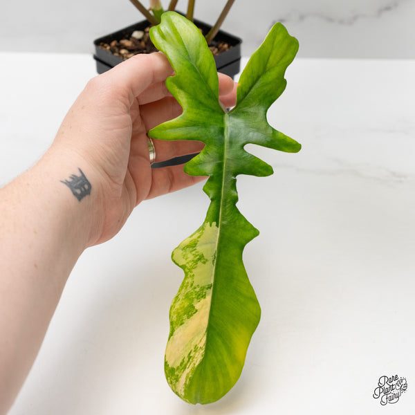 Philodendron 'Florida Beauty x Mayoi' Variegated (wk48-M)