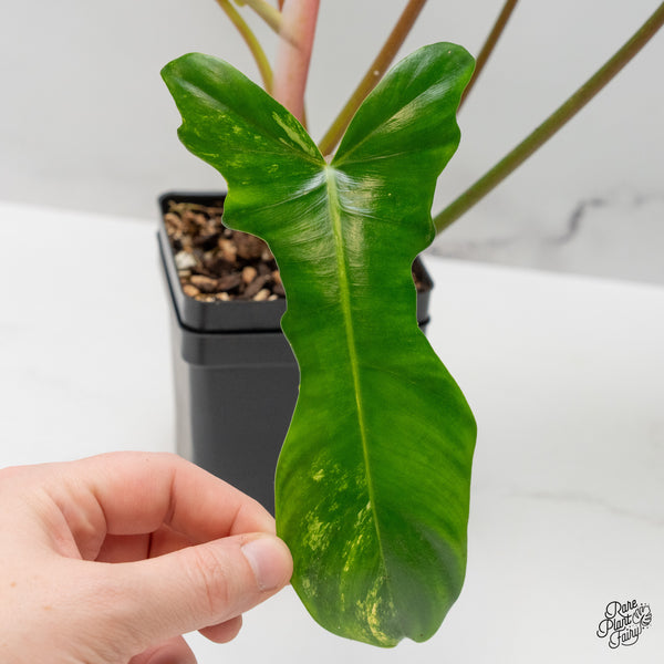 Philodendron 'Florida Beauty x Mayoi' Variegated (wk48-M)