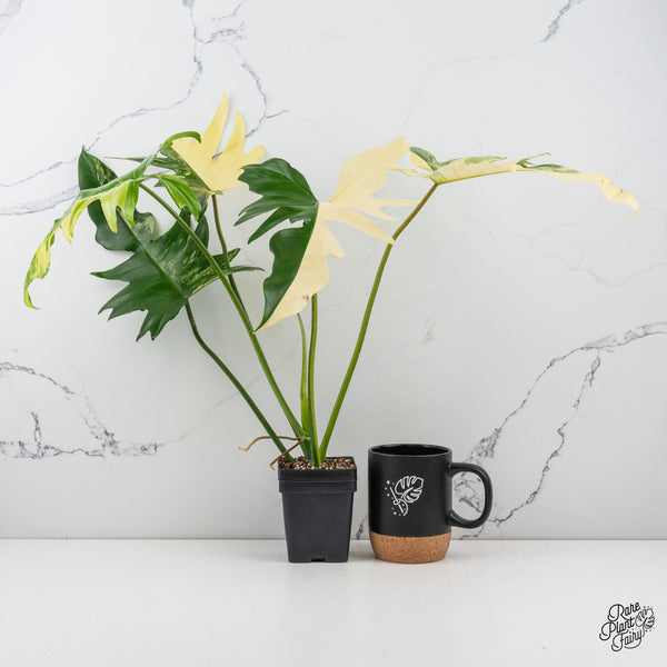 Philodendron 'Florida Beauty x Mayoi' Variegated (wk50-O)