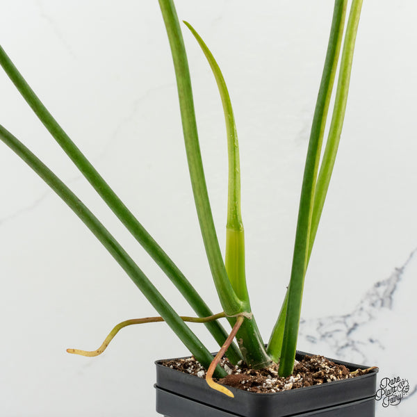 Philodendron 'Florida Beauty x Mayoi' Variegated (wk50-O)