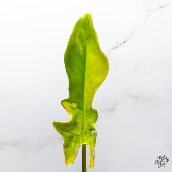 Philodendron 'Florida Beauty x Mayoi' Variegated (wk51-I)