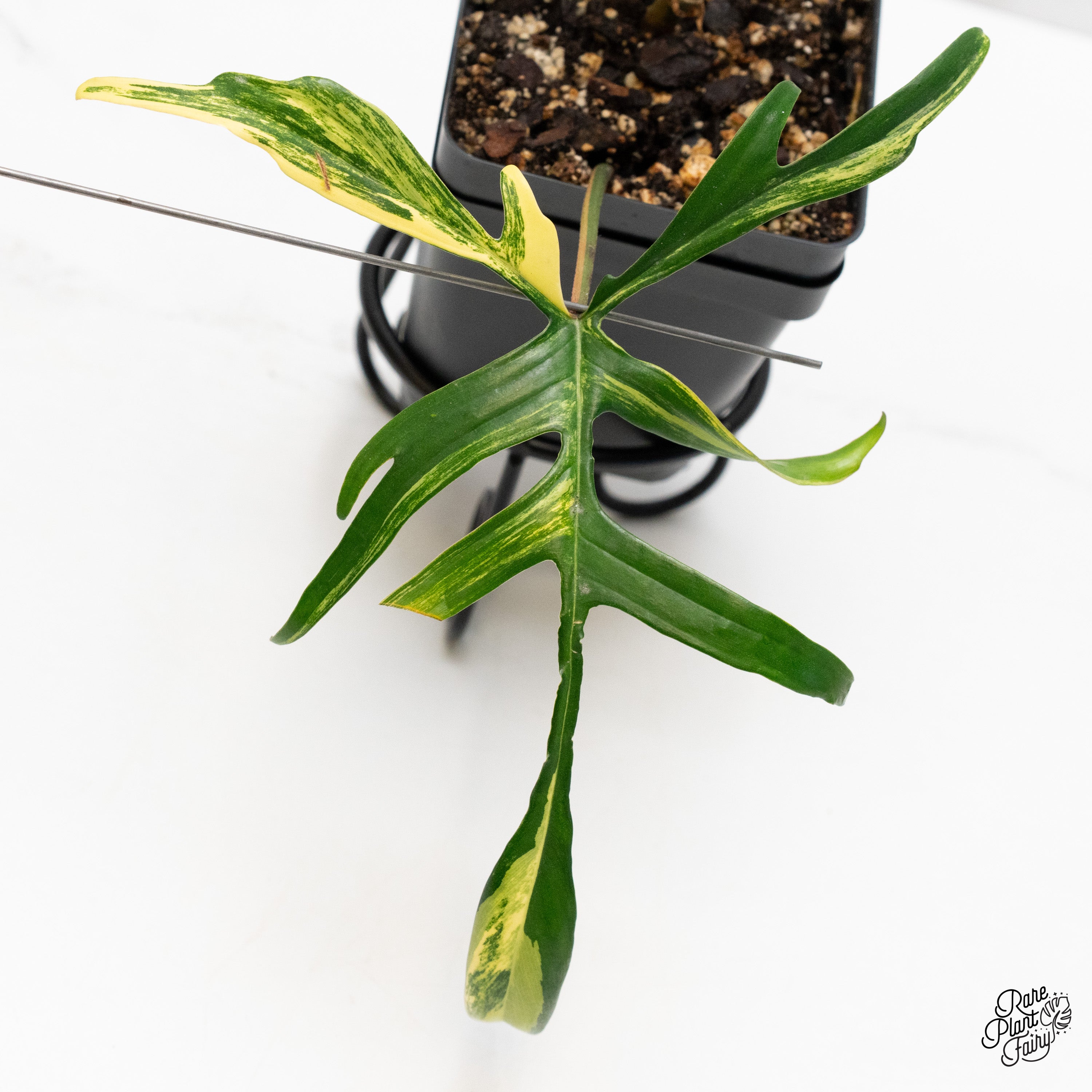 Philodendron 'Florida Beauty x Polypodioides' (wk40-M) – Rare