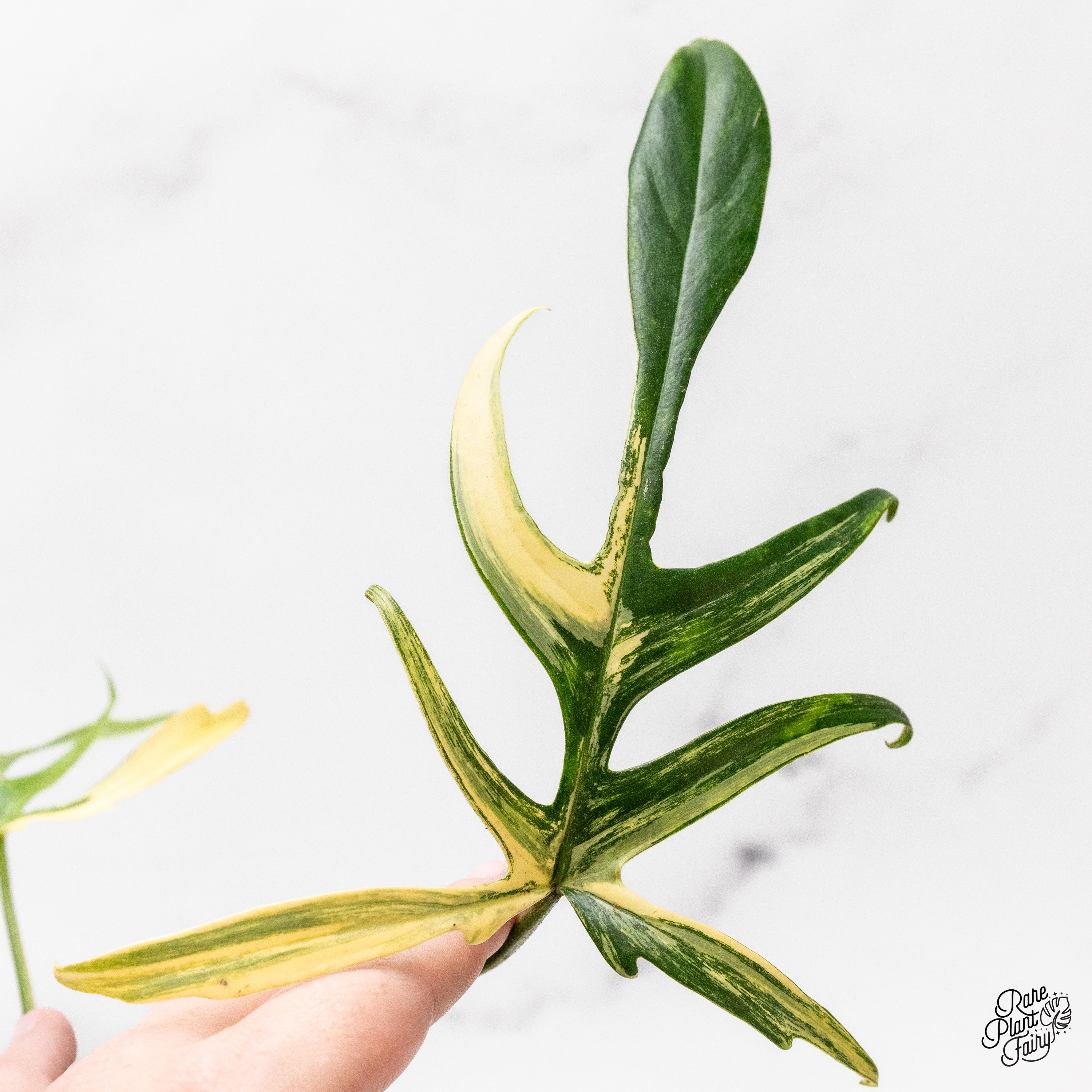 Philodendron 'Florida Beauty x Polypodioides' Variegated (wk41-B