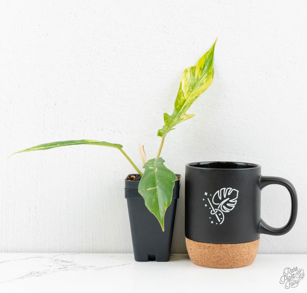 Philodendron 'Florida Beauty' x 'Tortum' Variegated (wk11-B)