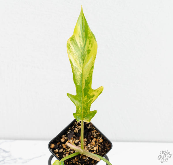 Philodendron 'Florida Beauty' x 'Tortum' Variegated (wk11-B)