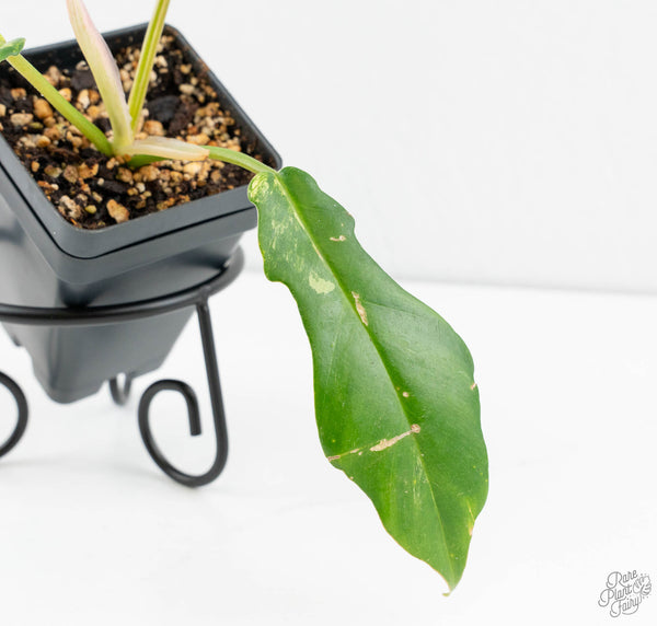 Philodendron 'Florida Beauty' x 'Tortum' Variegated (wk11-B)