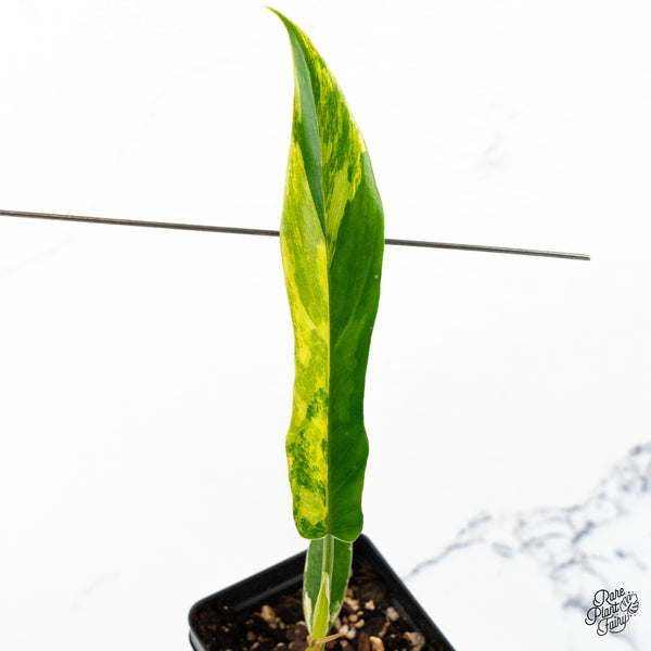 Philodendron 'Florida Beauty' x 'Tortum' Variegated (wk48-D)