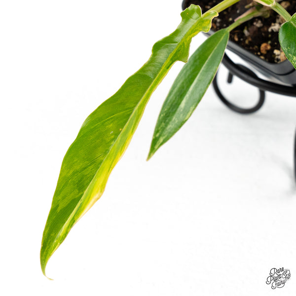 Philodendron 'Florida Beauty' x 'Tortum' Variegated (wk48-D)