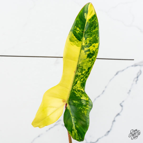 Philodendron 'Florida Beauty' x 'Billietiae' (aka. 'Jennifer') (wk46-J)