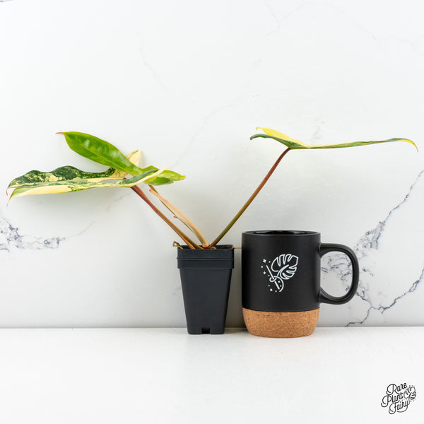 Philodendron 'Florida Beauty' x 'Billietiae' (aka. 'Jennifer') (wk46-J)