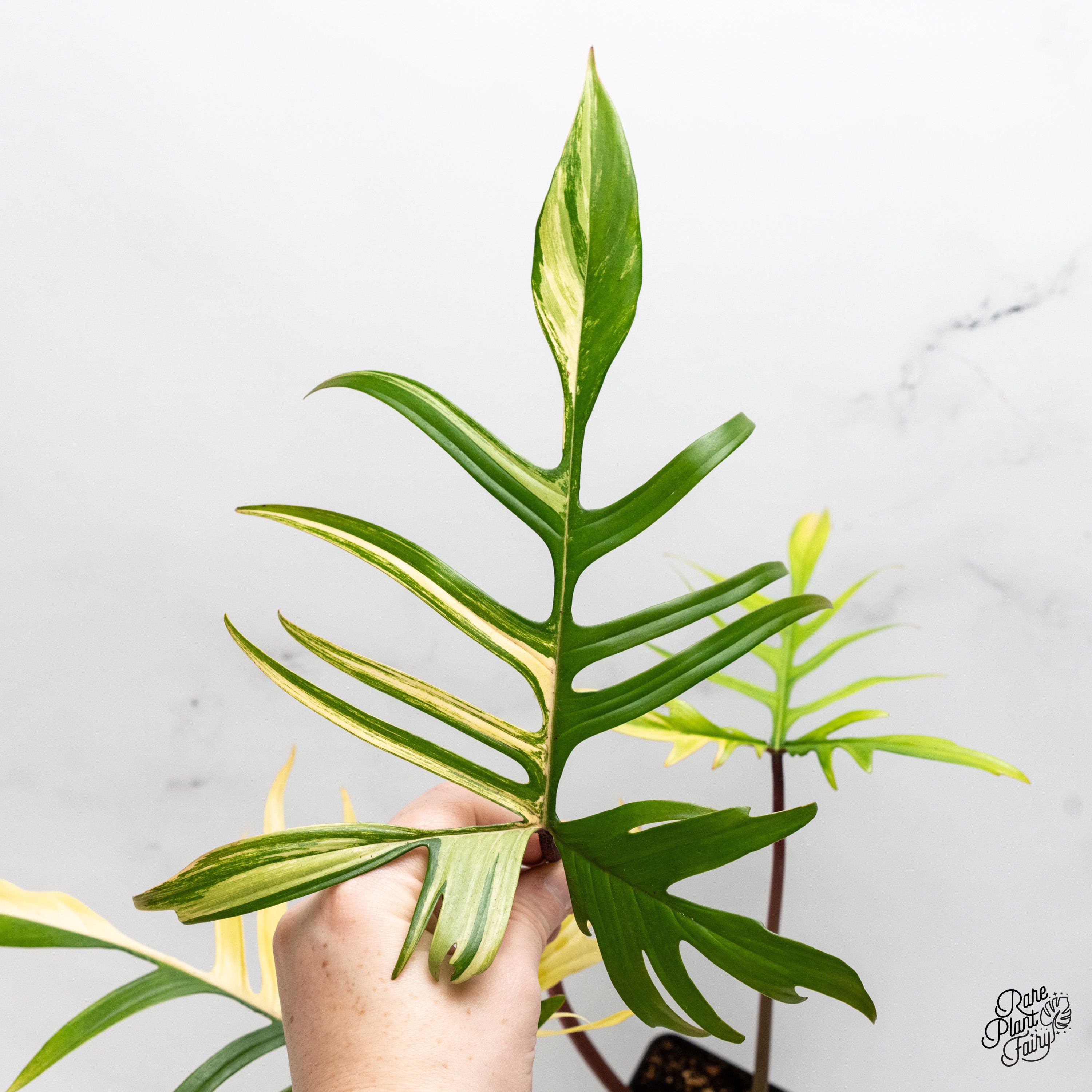 Philodendron 'Florida Beauty x Polypodioides' Variegated (wk42-UJ