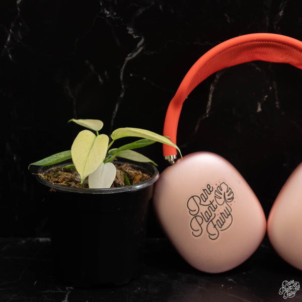 Philodendron 'Florida Ghost' *Grower's choice*