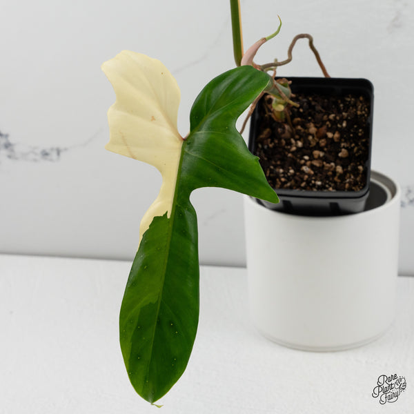 Philodendron 'Golden Dragon' Variegated (wk35-I)