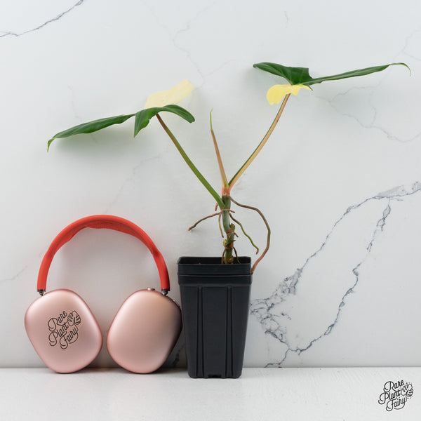 Philodendron 'Golden Dragon' Variegated (wk35-I)