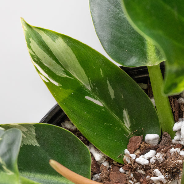Philodendron 'Green Congo' Variegated (True Species) (wk43-K) *Sectoral*
