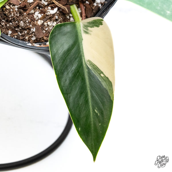 Philodendron 'Green Congo' Variegated (True Species) (wk43-K) *Sectoral*