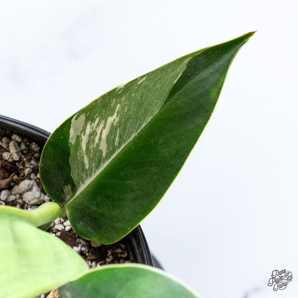 Philodendron 'Green Congo' Variegated (True Species) (wk43-K) *Sectoral*