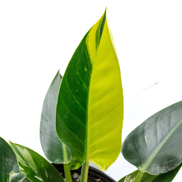 Philodendron 'Green Congo' Variegated (True Species) (wk43-K) *Sectoral*