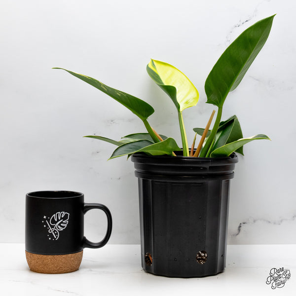 Philodendron 'Green Congo' Variegated (True Species) (wk43-K) *Sectoral*