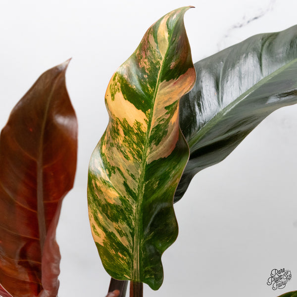 Philodendron 'Imperial Red' Variegated (wk48-UT)