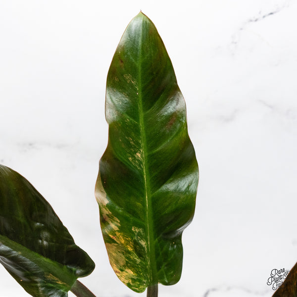 Philodendron 'Imperial Red' Variegated (wk48-UT)