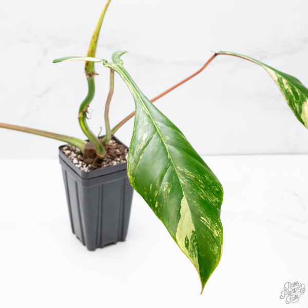 Philodendron 'Joepii' Variegated (wk10-C)