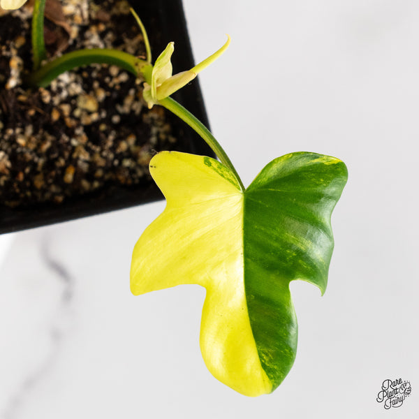 Philodendron 'Pedatum' Variegated (wk46-L)