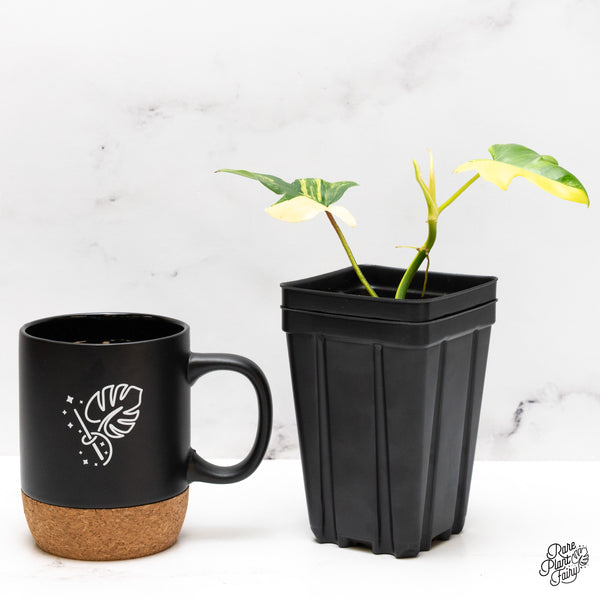 Philodendron 'Pedatum' Variegated (wk46-L)