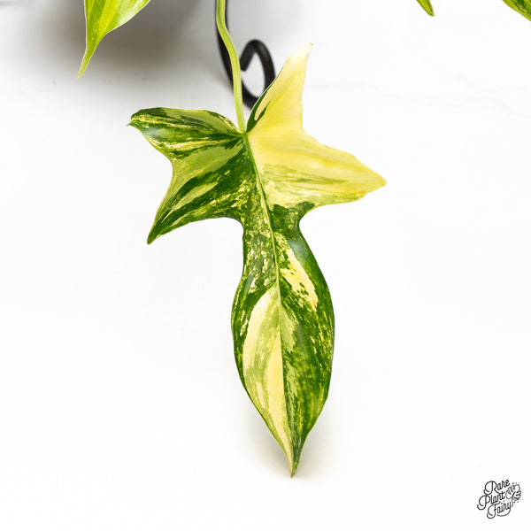 Philodendron quercifolium 'Glad Hands' Variegated (wk51-C)