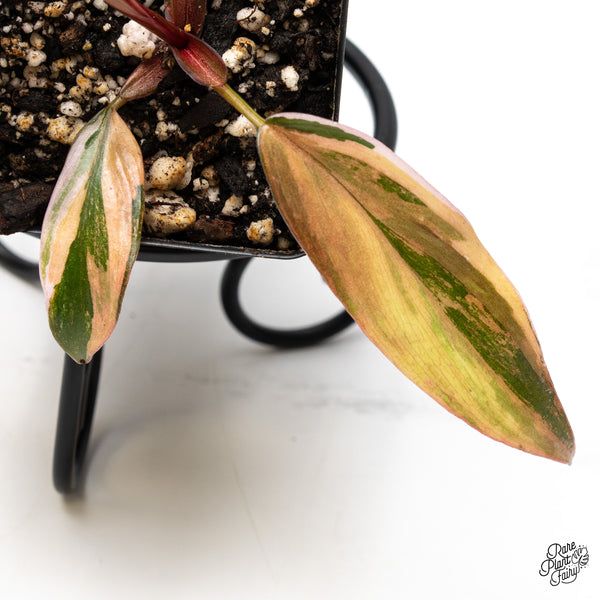 Philodendron 'Princess of Fire' (wk48-L)