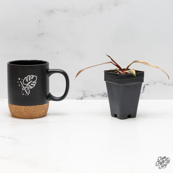 Philodendron 'Princess of Fire' (wk48-L)